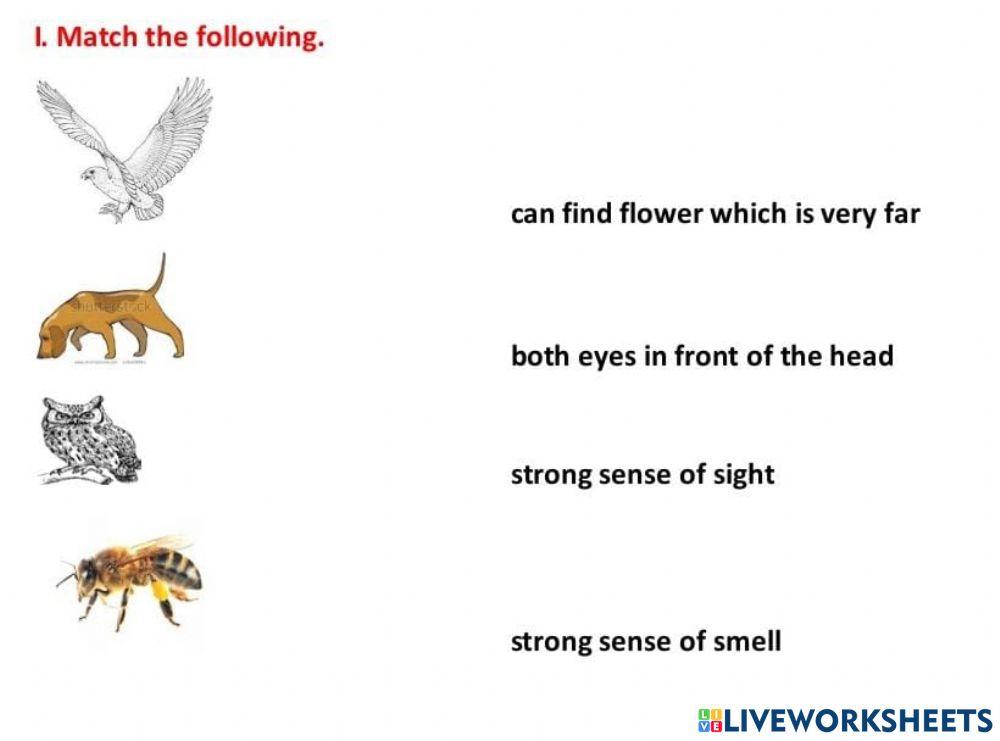 super-senses-activity-for-5-live-worksheets