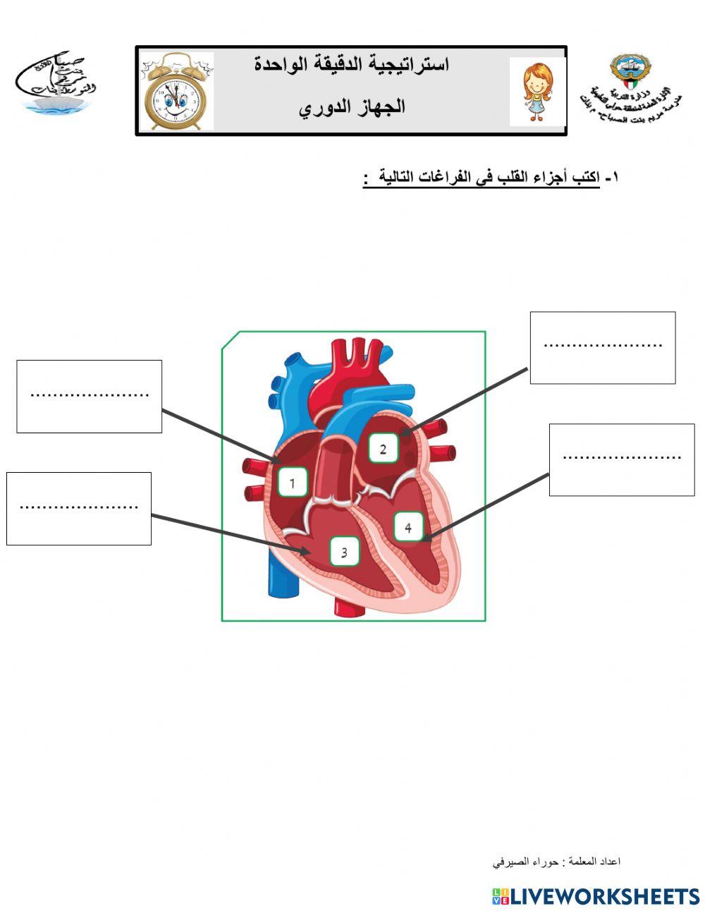 الجهاز الدوري