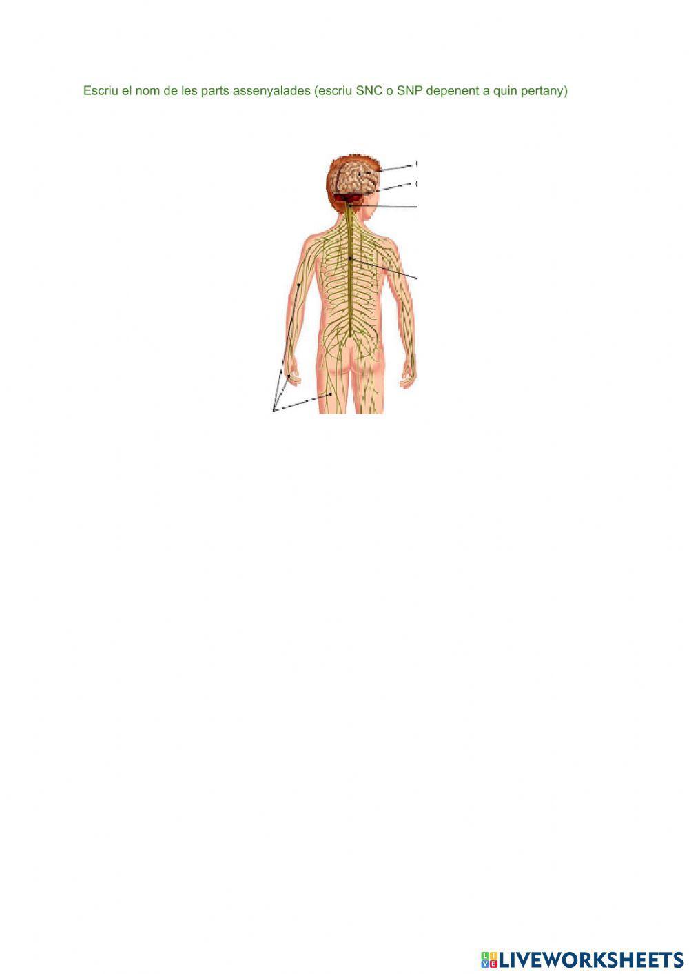 Parts del sistema nerviós