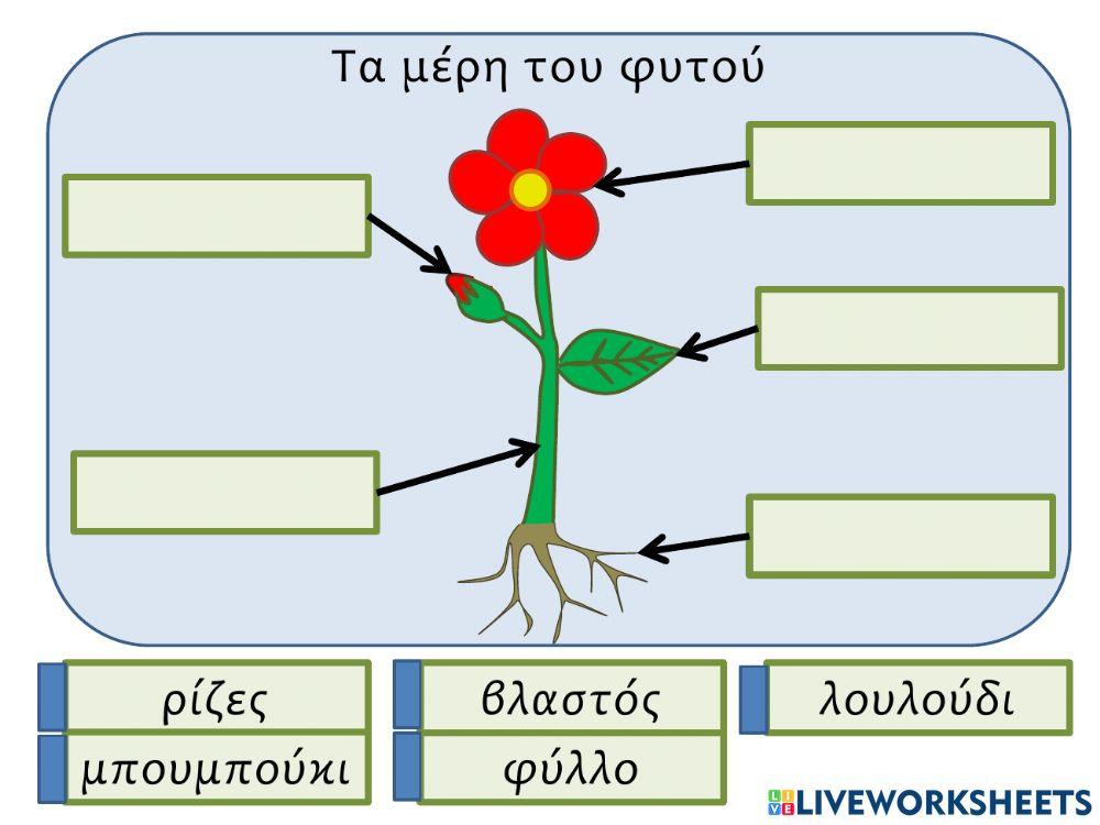 Τα μέρη του φυτού