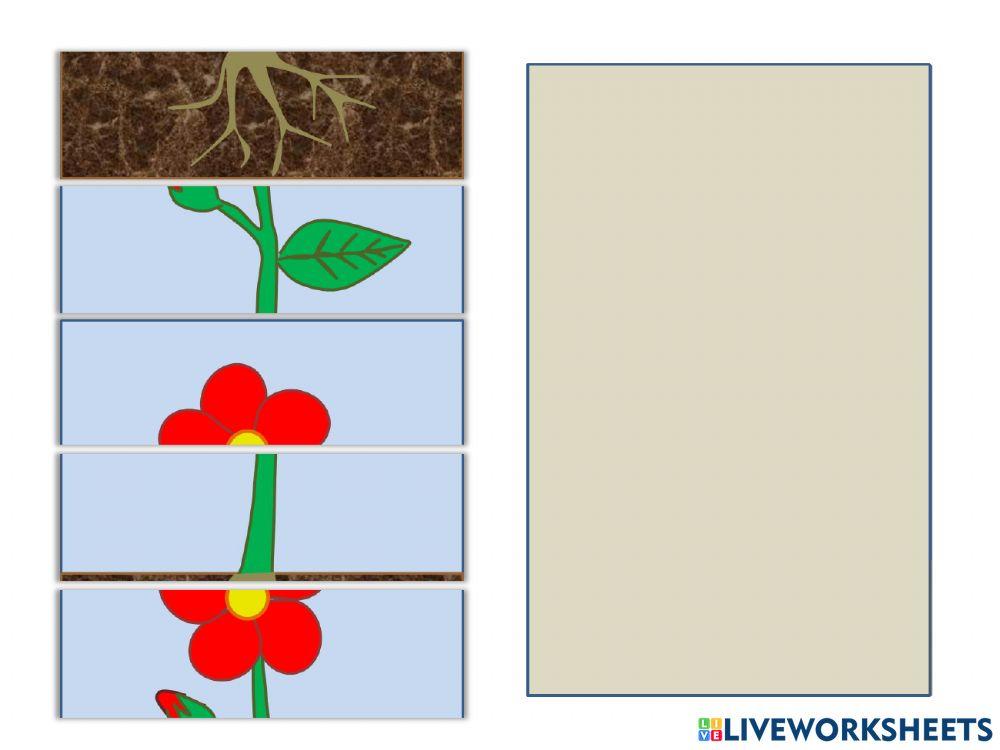 Παζλ λουλούδι2