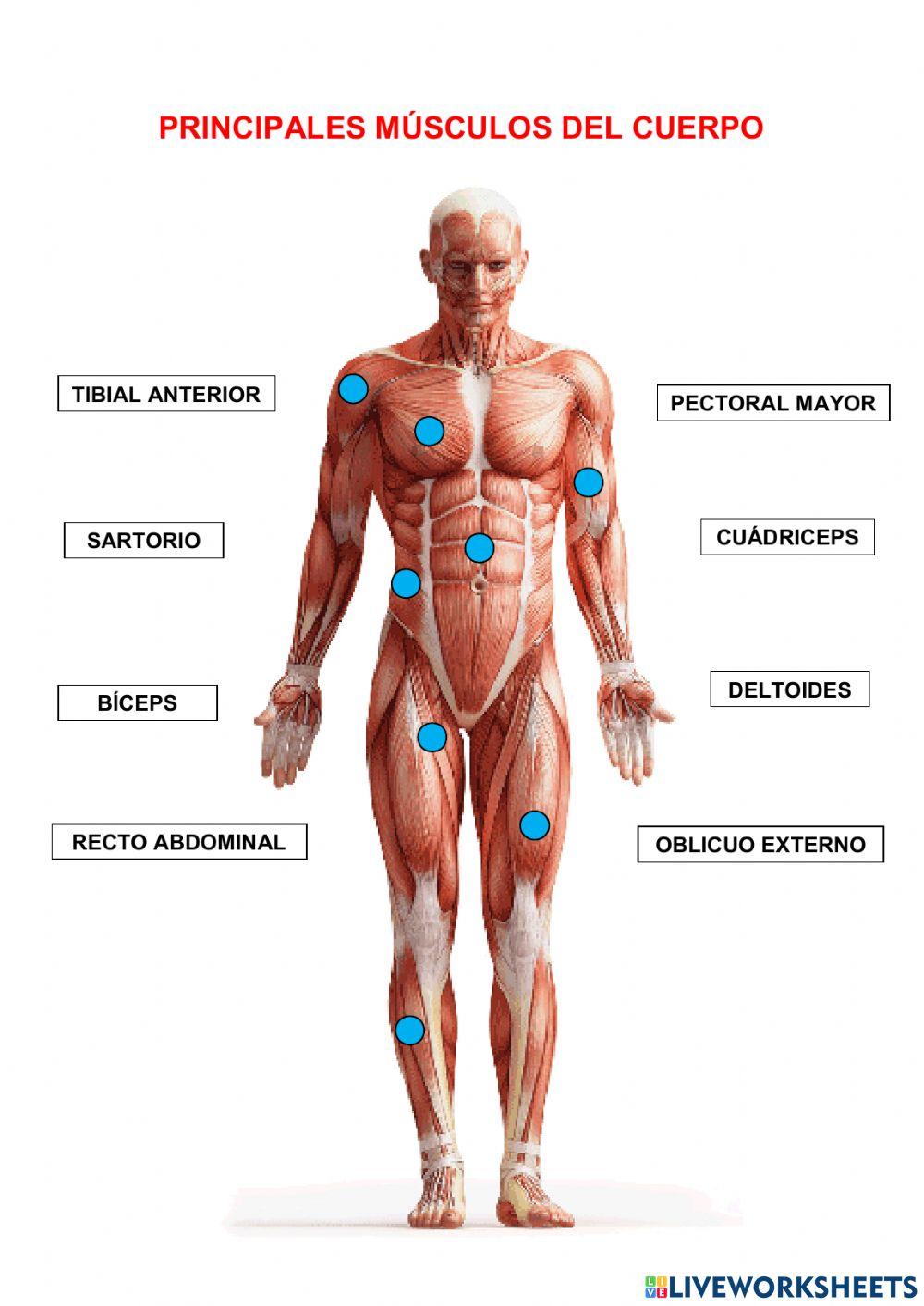 Principales músculos del cuerpo