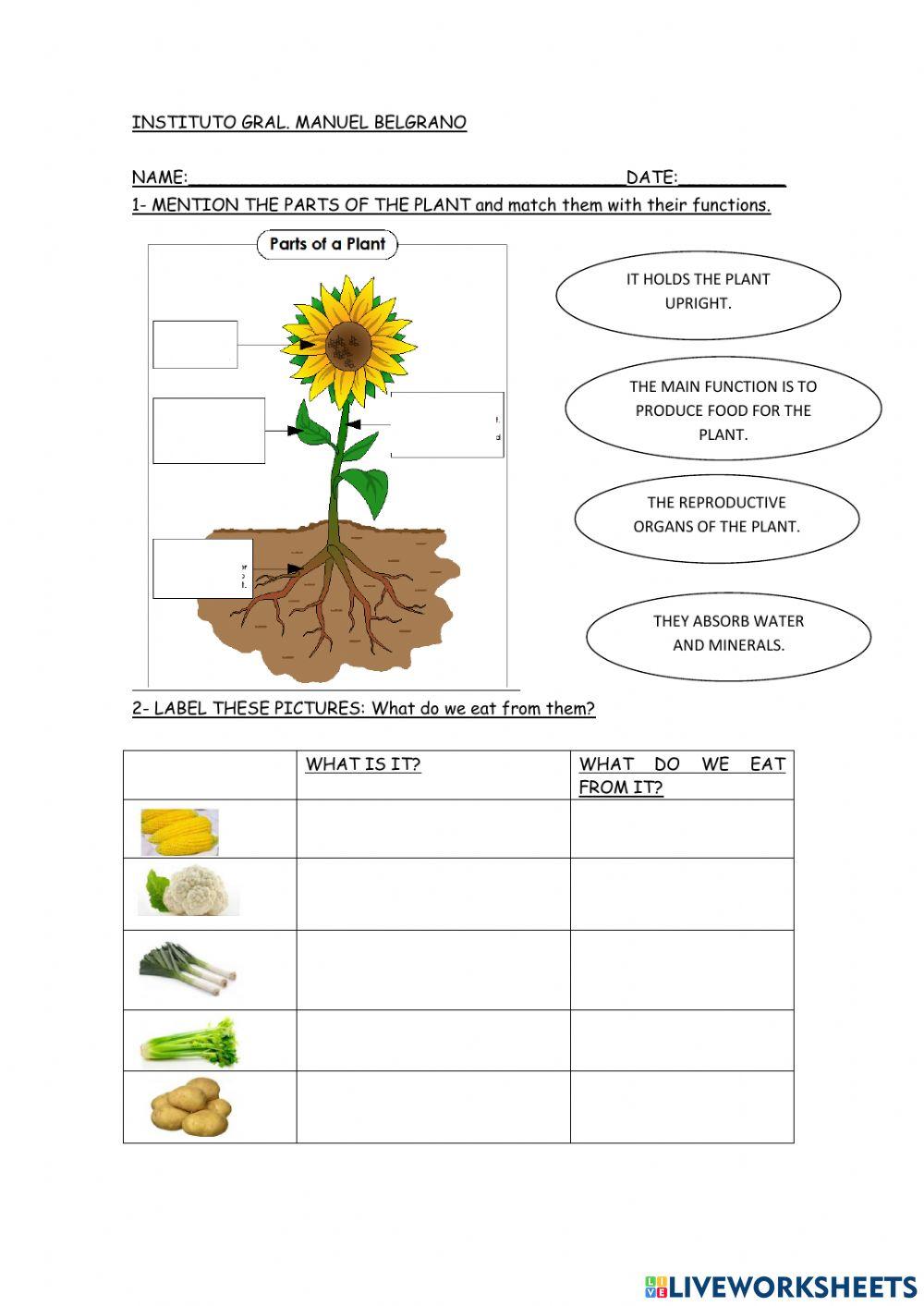 THE VEGETABLE GARDEN 2