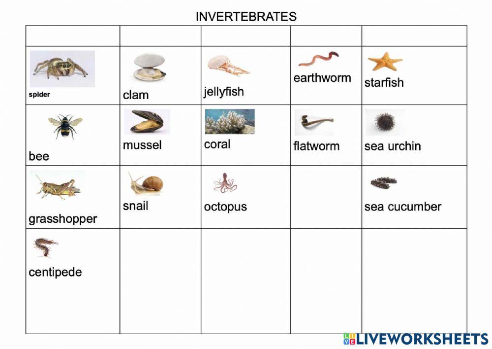 Invertebrates