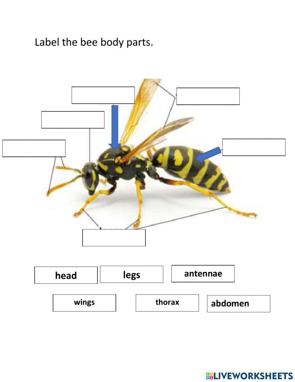 Insects body parts worksheet | Live Worksheets insects-body-parts-worksheet-live-worksheets