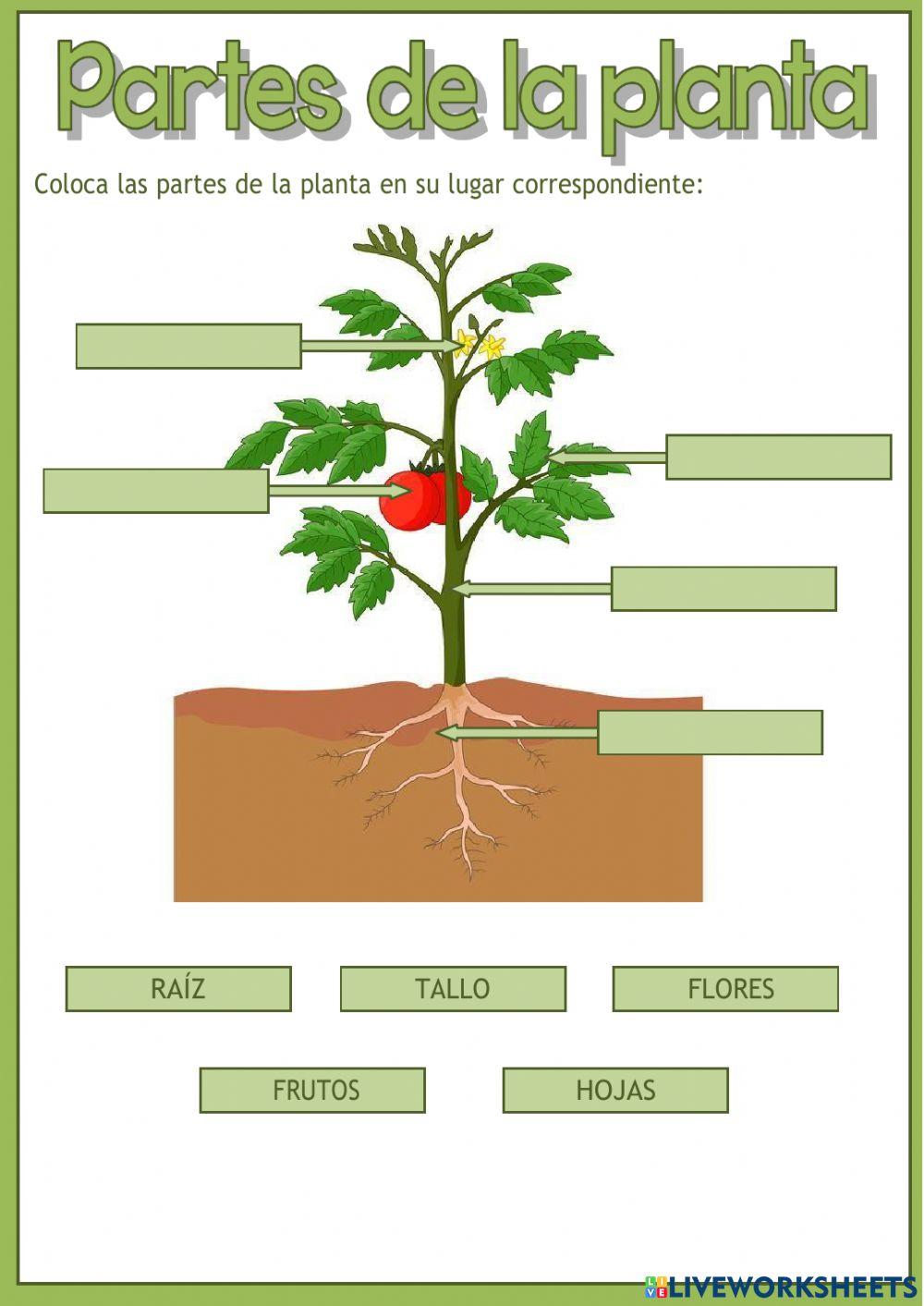 Partes de las plantas