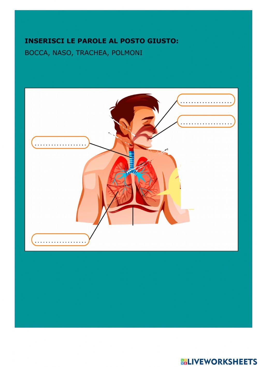 Apparato respiratorio Apparato respiratorio
