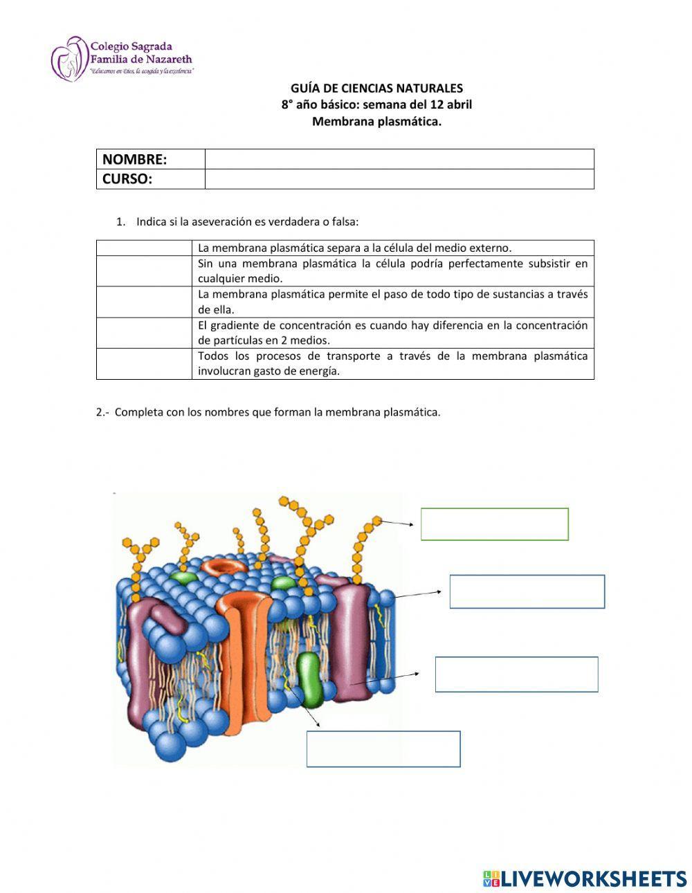 Membrana plasmática