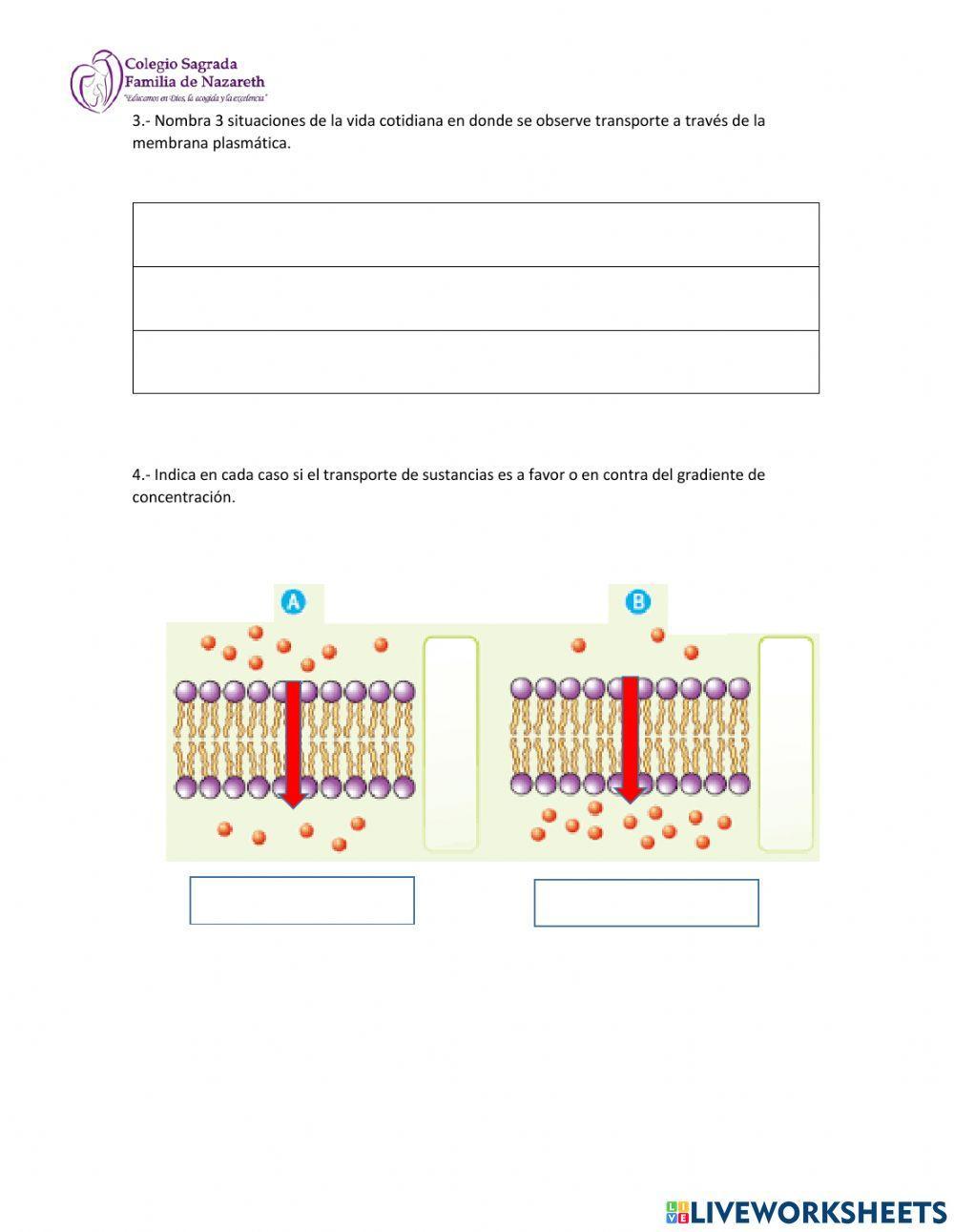 Membrana plasmática