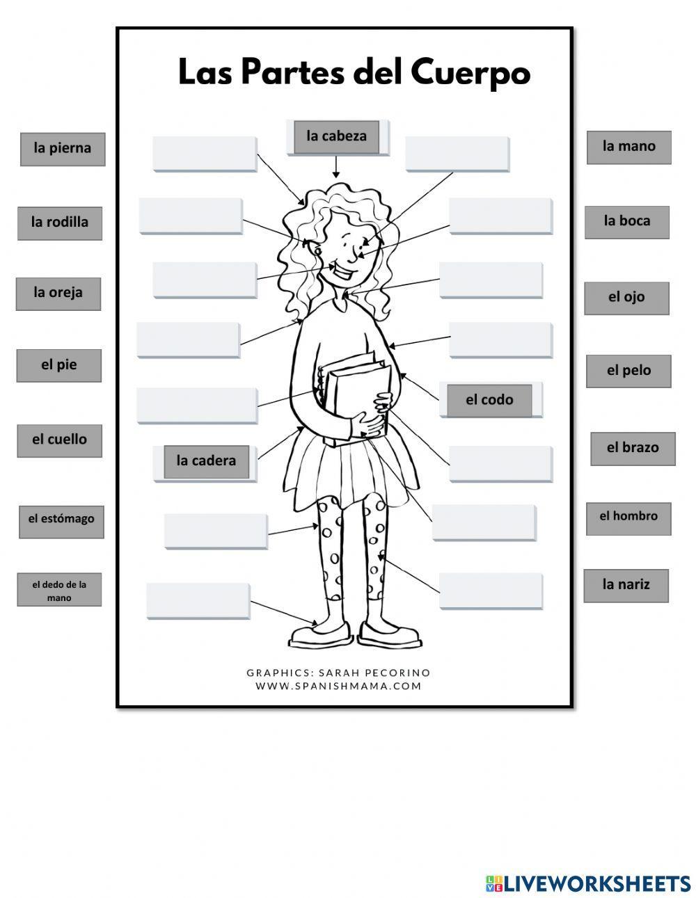 Body Parts (Spanish)