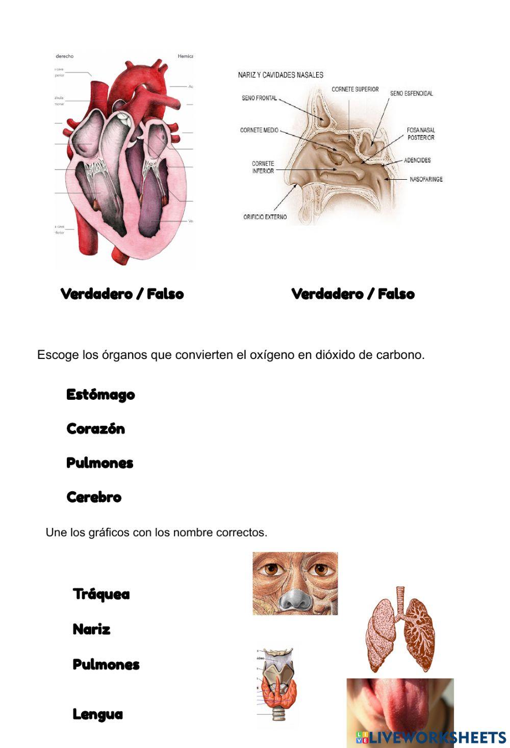 Sistema respiratorio