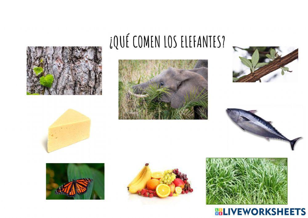Alimentación de los elefantes