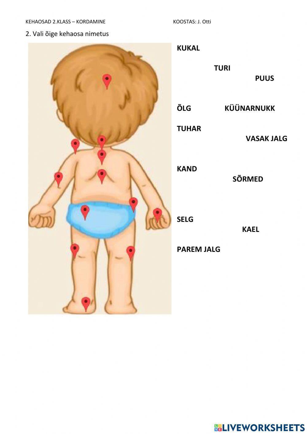 Kehaosad - teadmiste kontroll