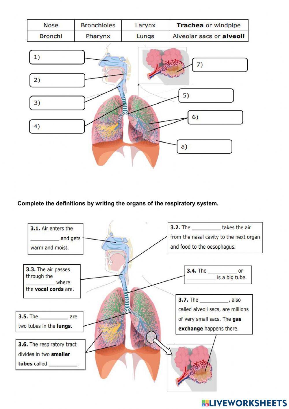 Respiratory system
