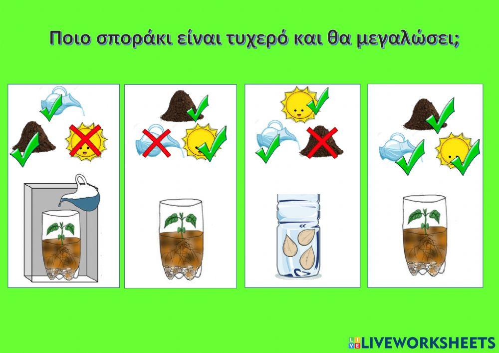 Ποιο σπορακι θα μεγαλωσει-