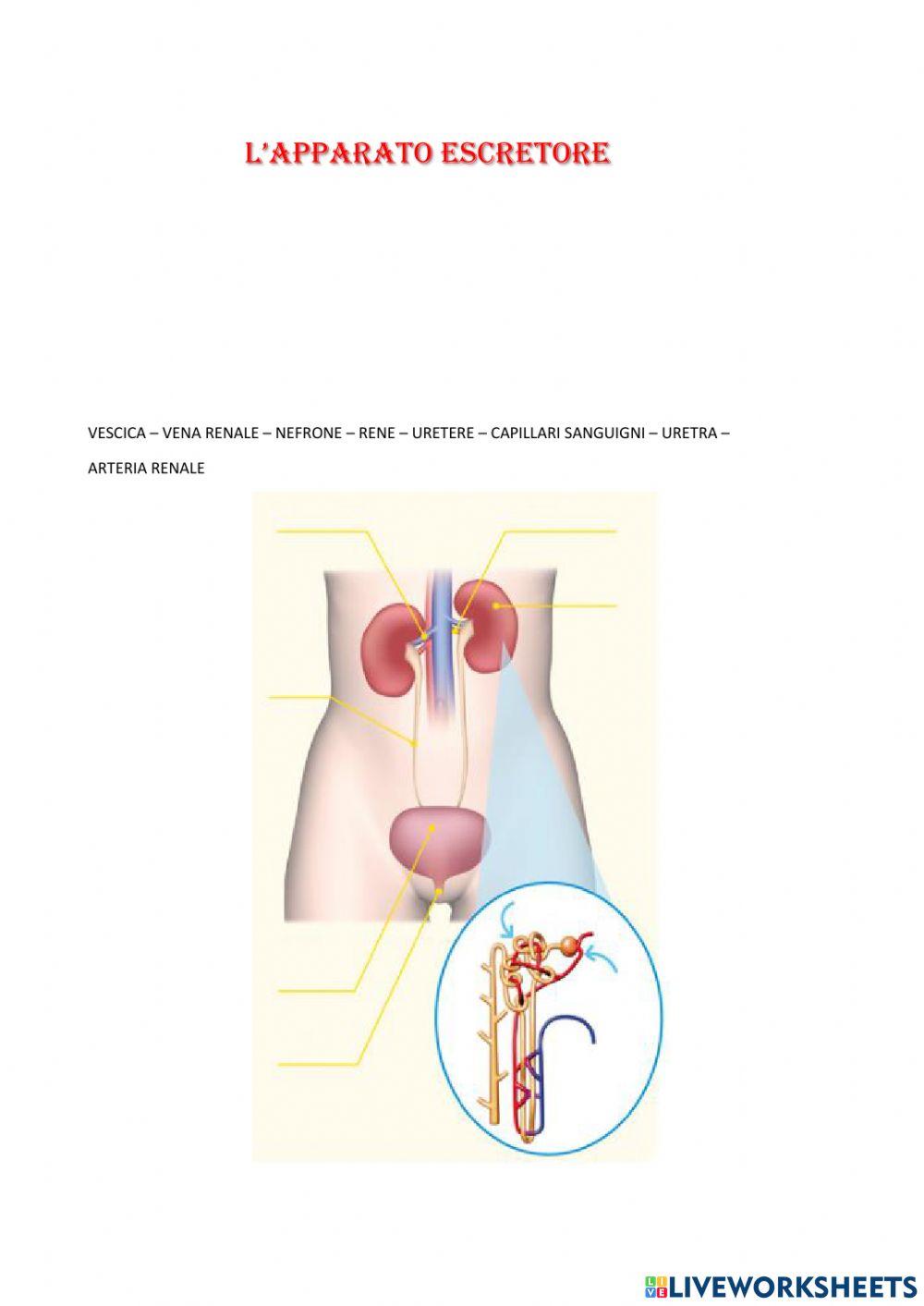 L'apparato escretore
