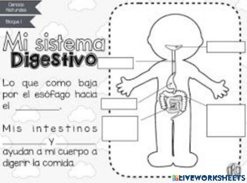 Mi aparato digestivo