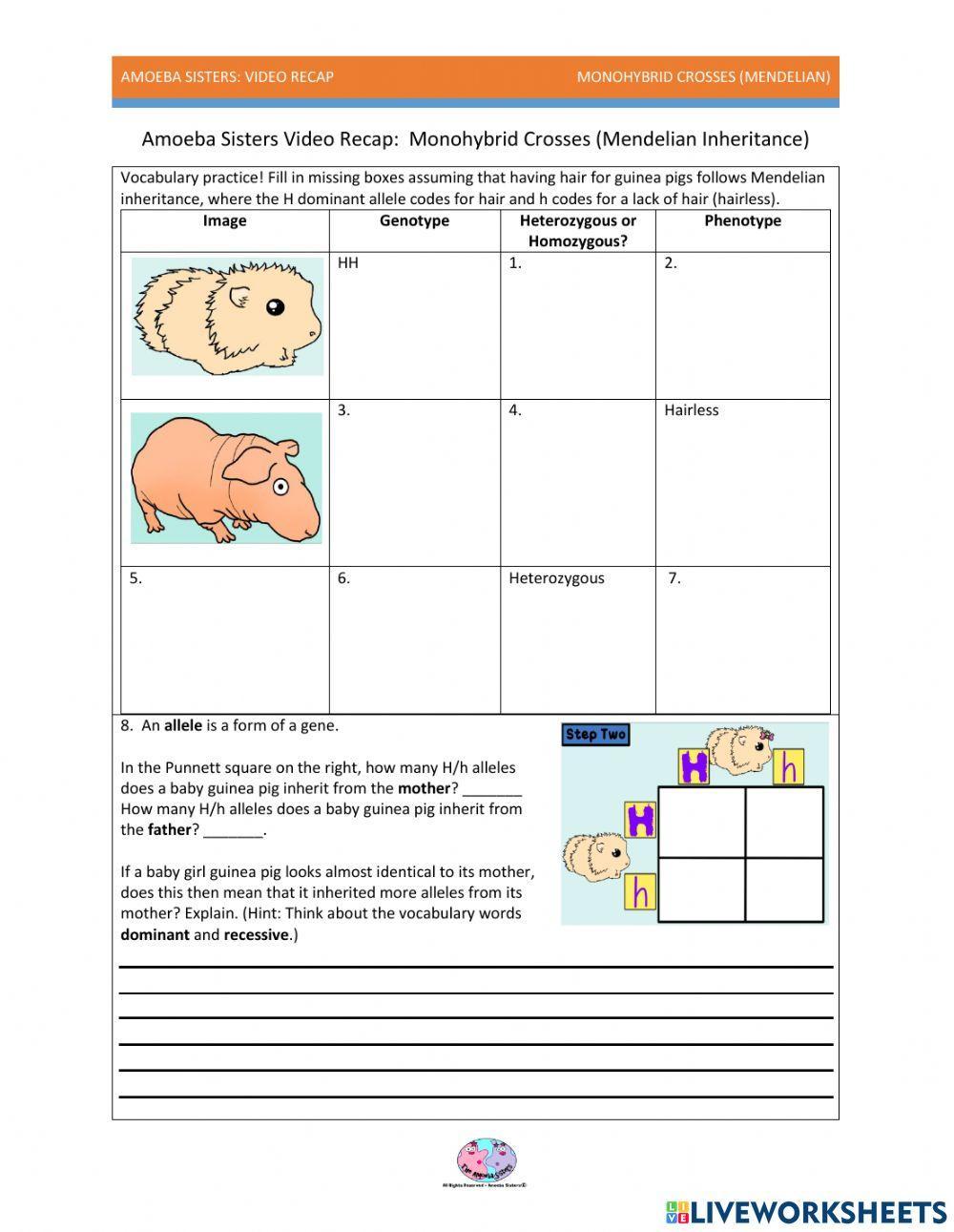 Amoeba sisters punnett practice worksheet | Live Worksheets Amoeba sisters punnett practice worksheet | Live Worksheets