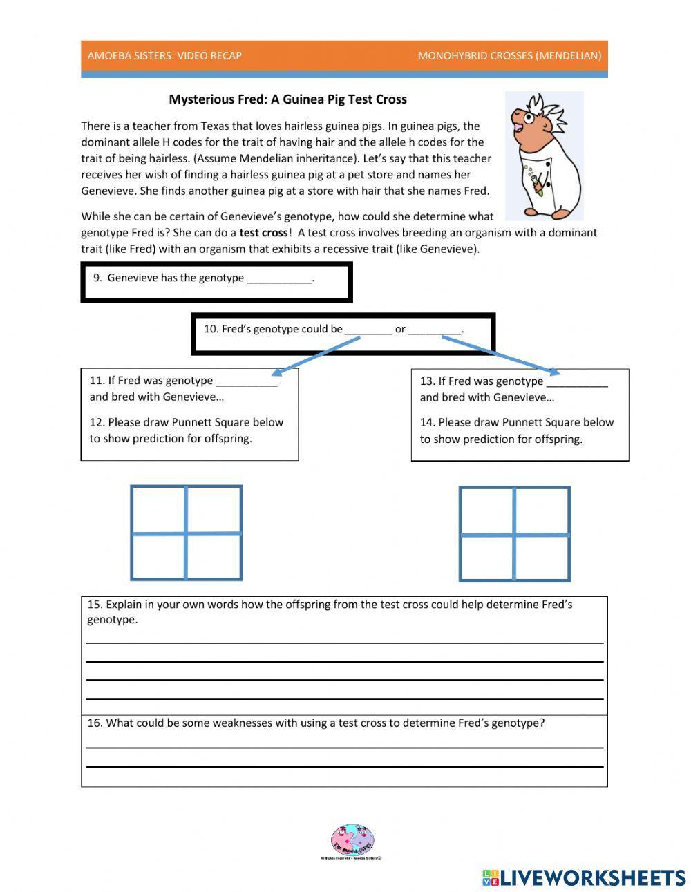 Amoeba sisters punnett practice worksheet | Live Worksheets Amoeba sisters punnett practice worksheet | Live Worksheets