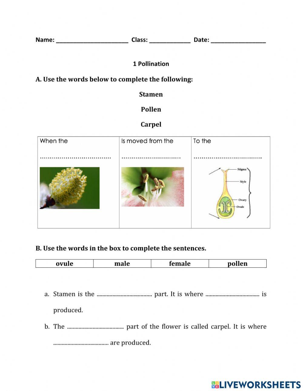 Pollination Worksheet Stage 5