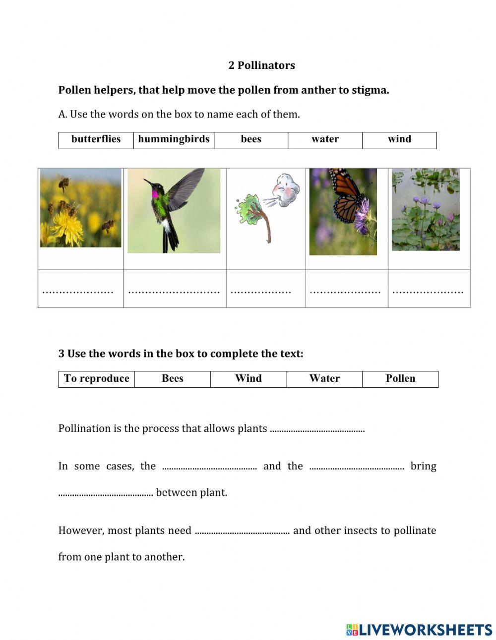 Pollination Worksheet Stage 5