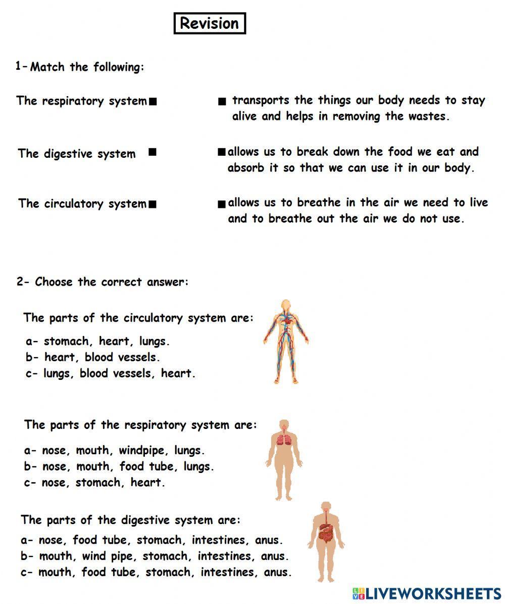 Digestive System- Respiratory System- Circulatory System