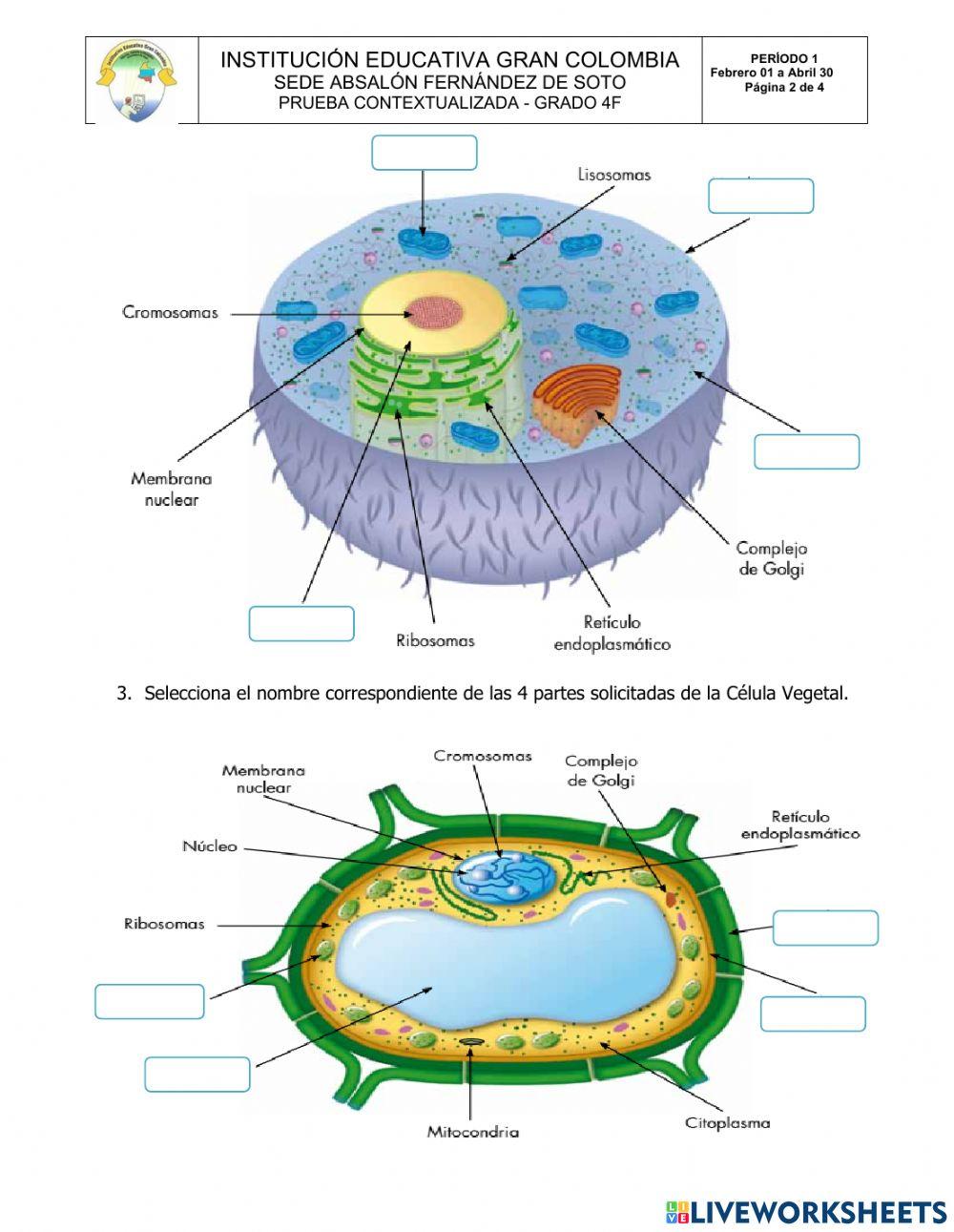 PRUEBA 1P - CIENCIAS NATURALES - GRADO 4F