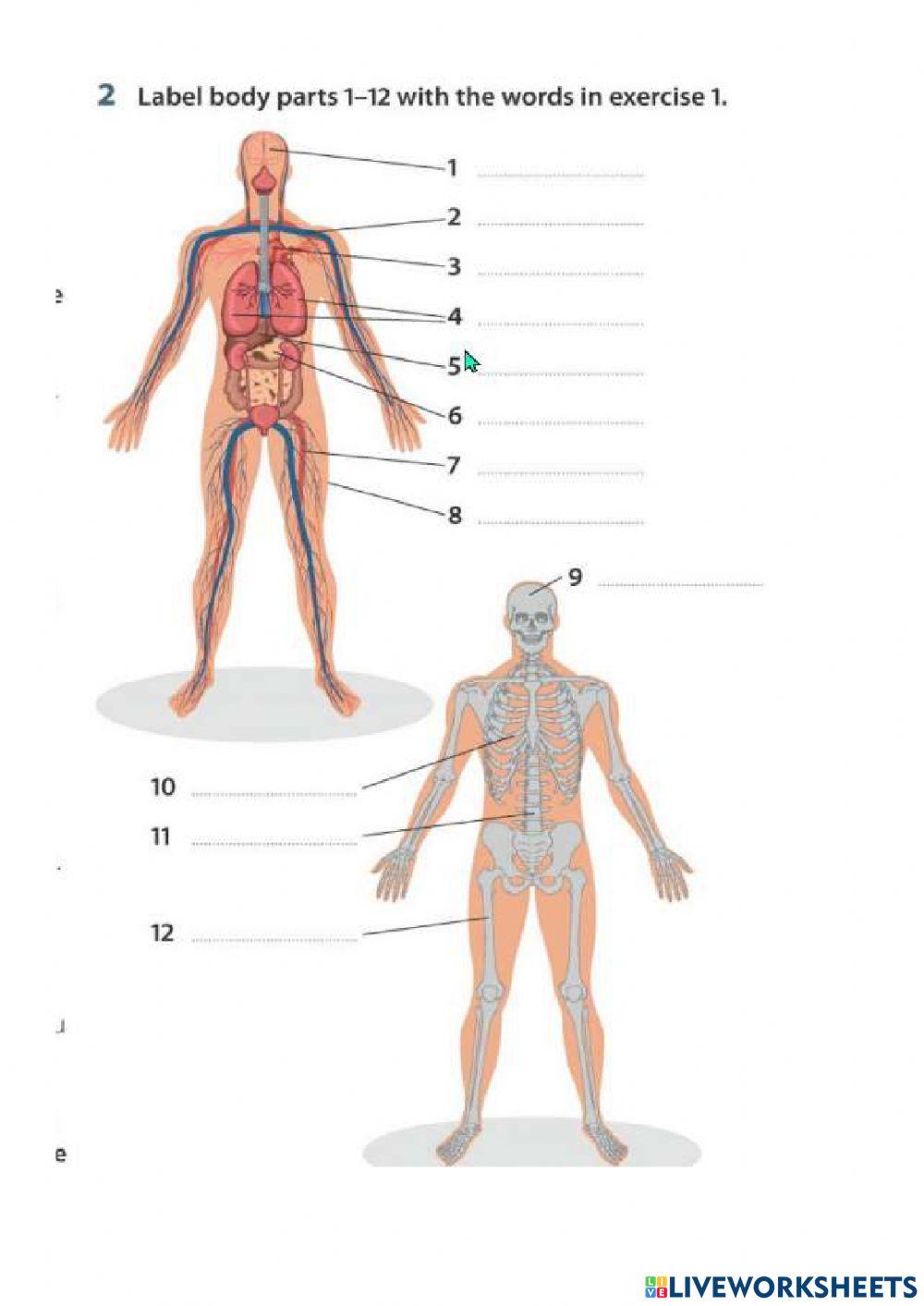Body Parts Upper-Intermediate Insight