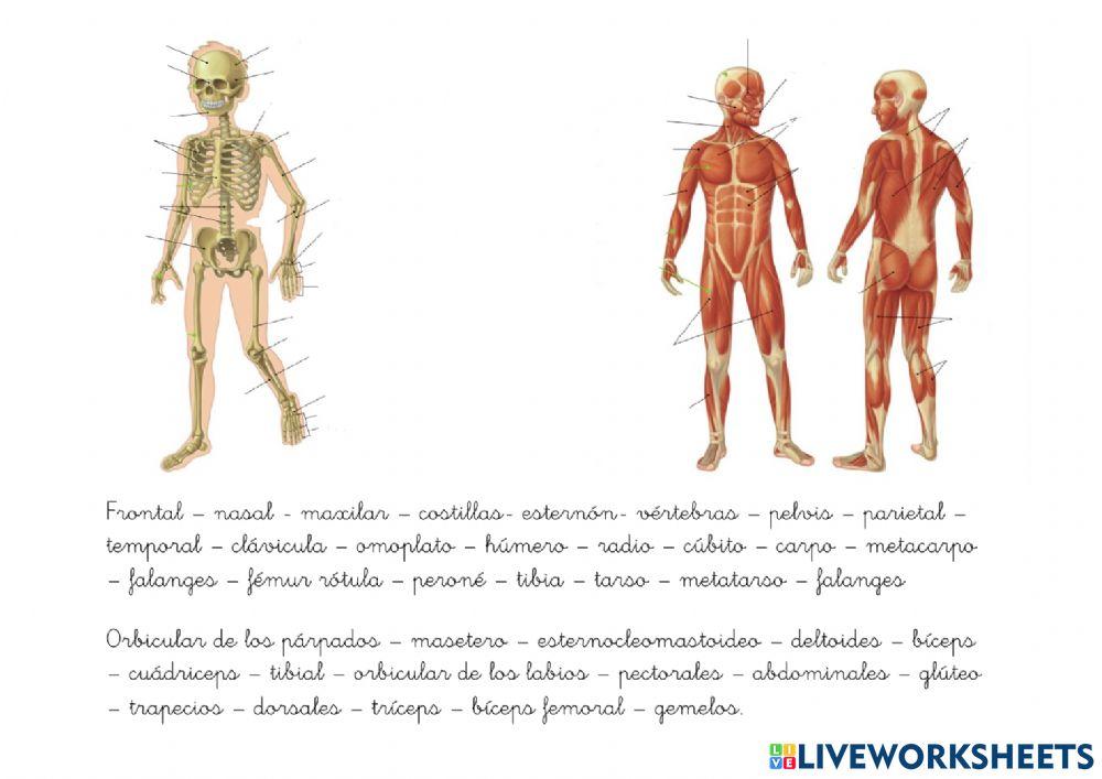 Huesos y musculos