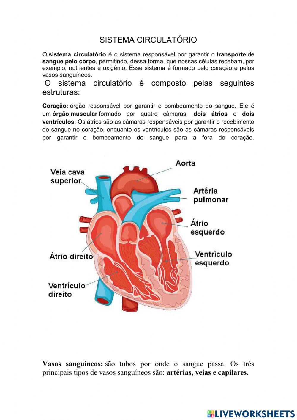 Sistema Circulatório