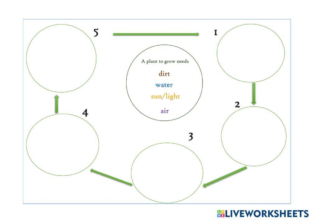 The sunflower life cycle