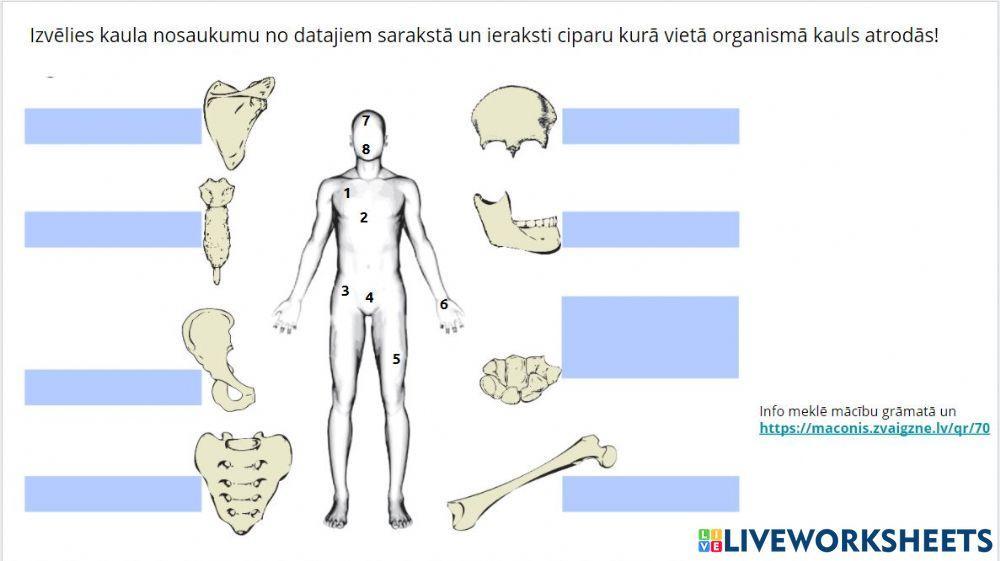 Cilvēka kauli