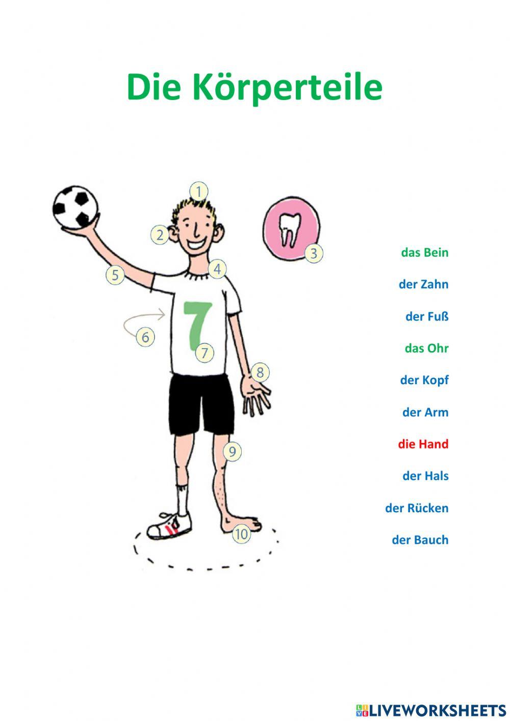 Die Körperteile