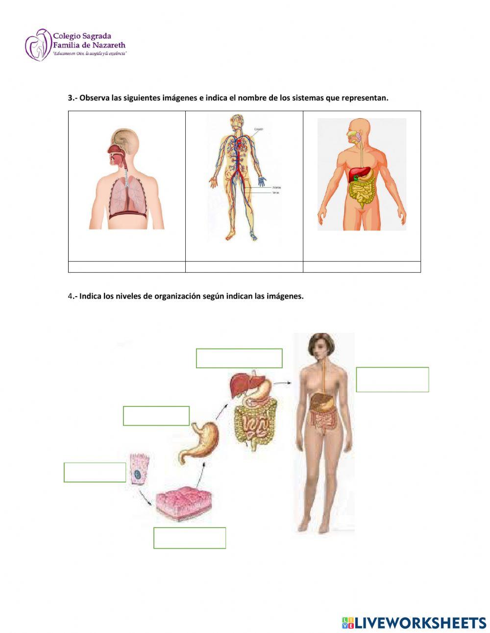 Niveles de organización