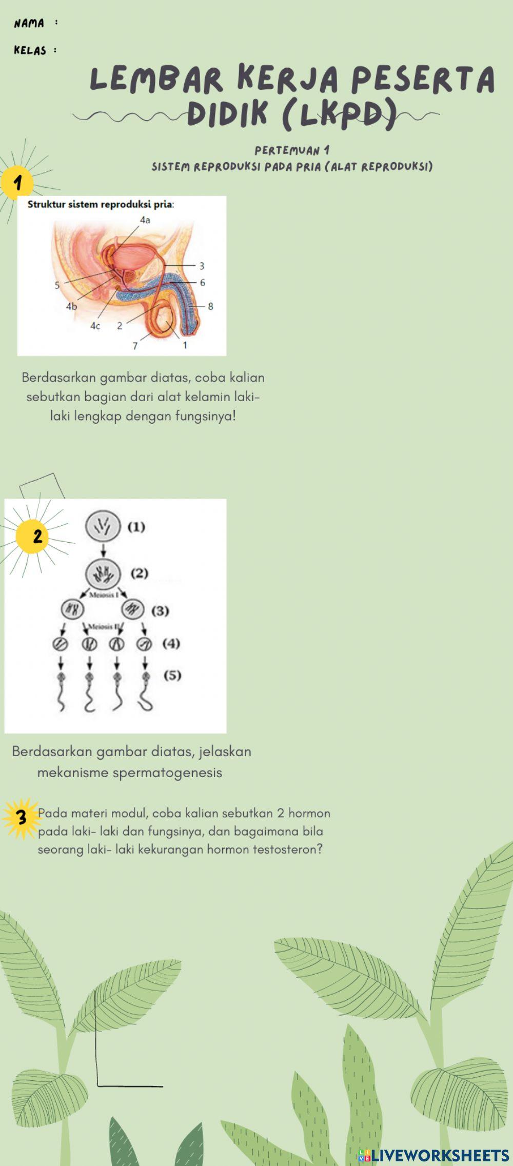 LKPD Pertemuan Pertemuan 1