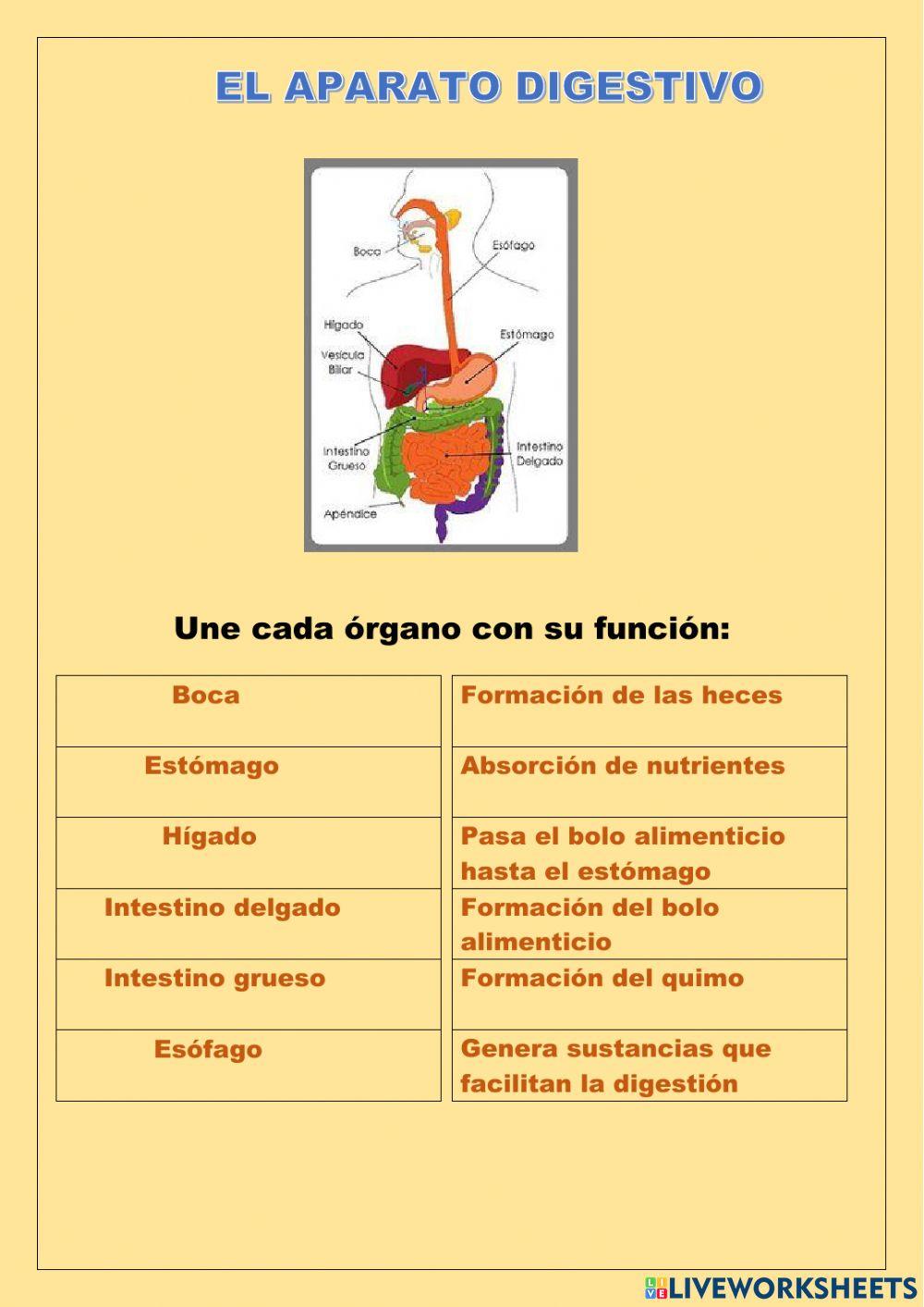 El aparato digestivo