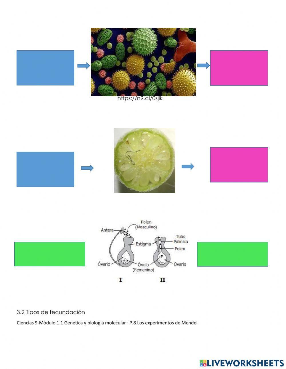 Primera ley de Mendel