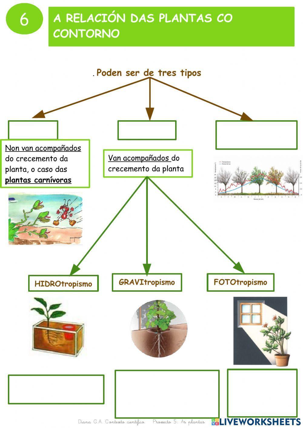 As plantas