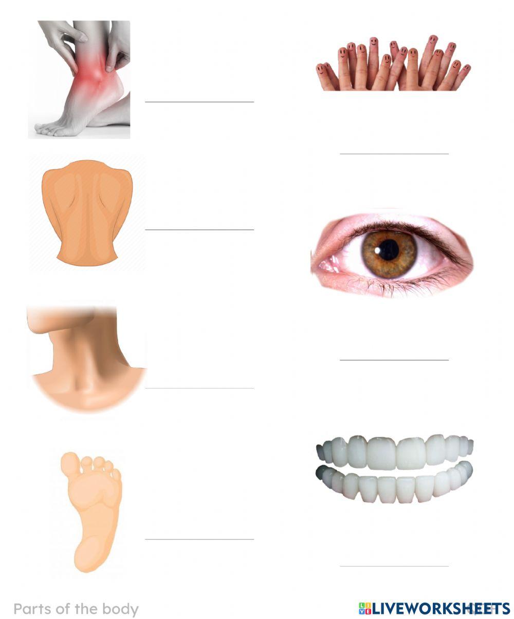 Body parts