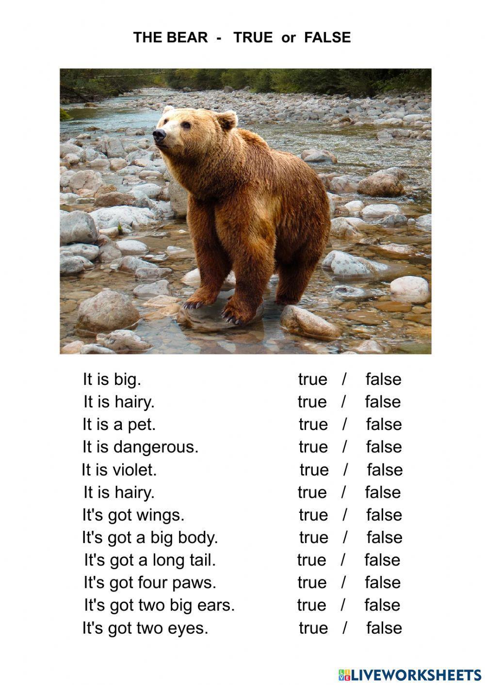 The bear - true or false