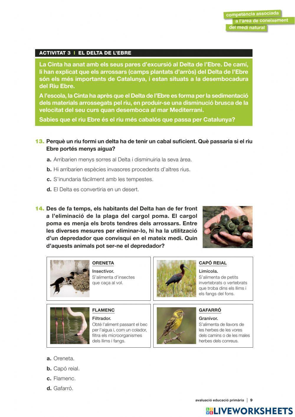 Competències Bàsiques medi 2019 act.3