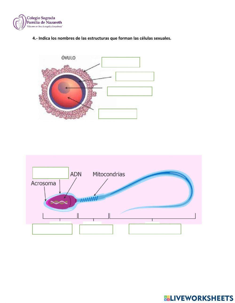Ciclo menstrual y fecundación