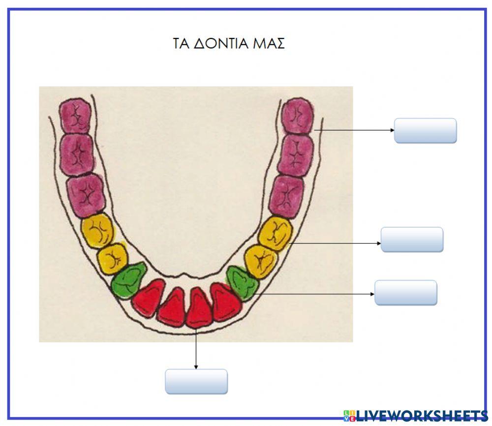 Τα δόντια μας