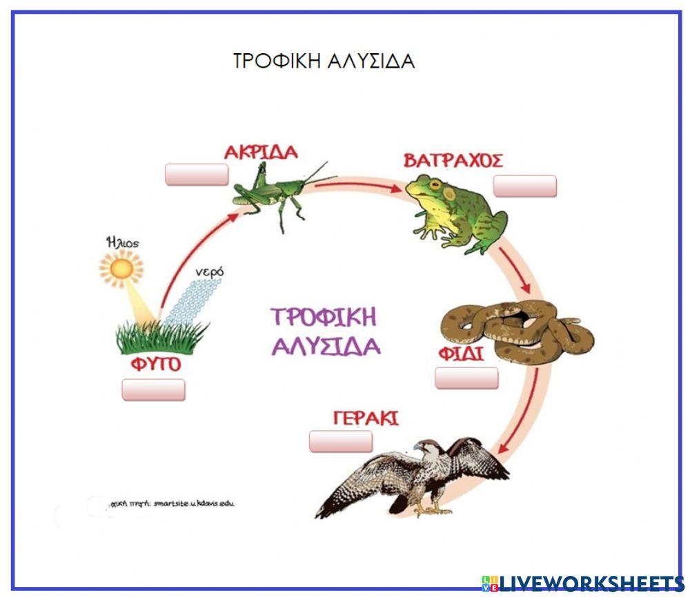 Η τροφική αλυσίδα