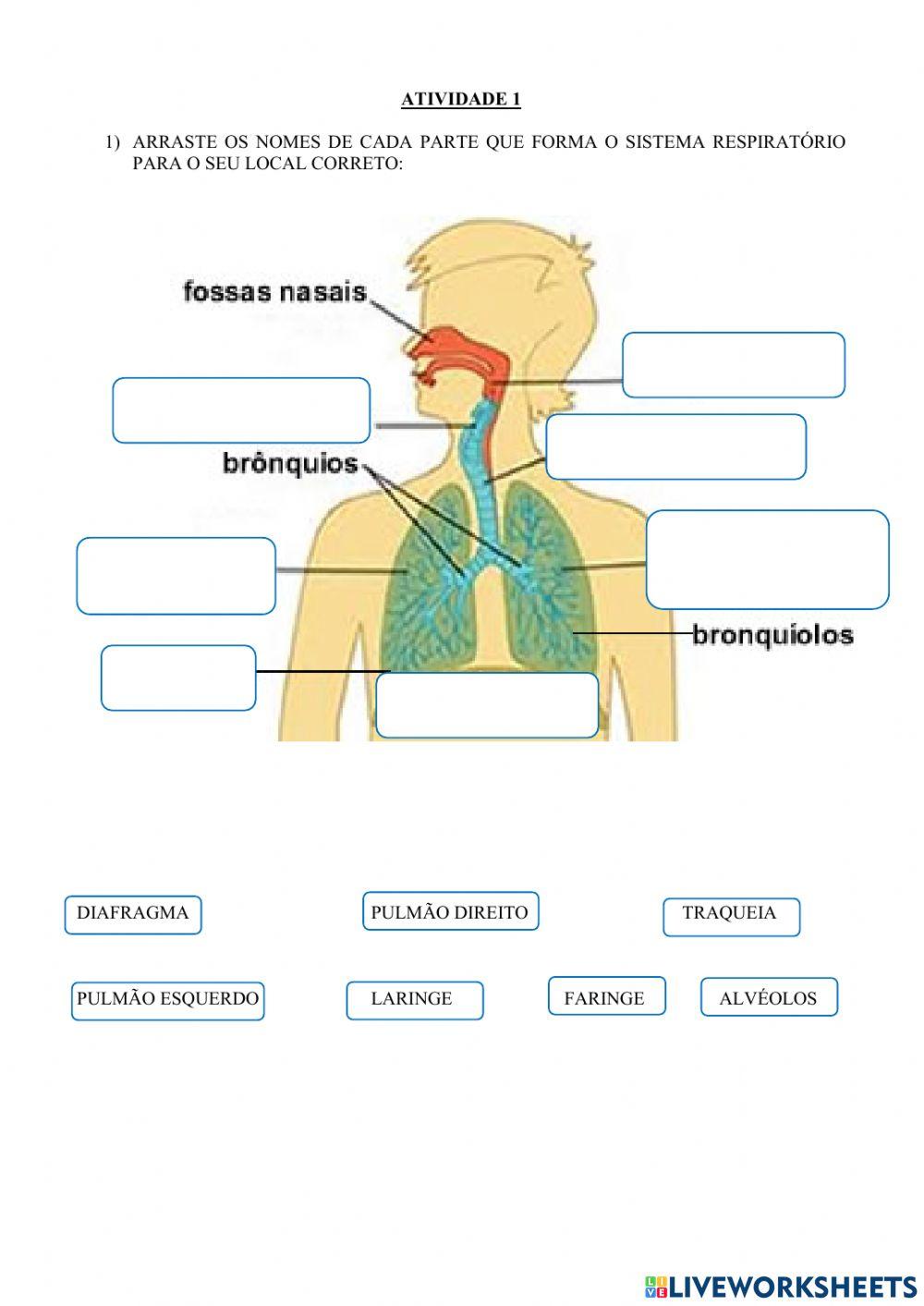 Atividades adaptadas sistemas do corpo humano