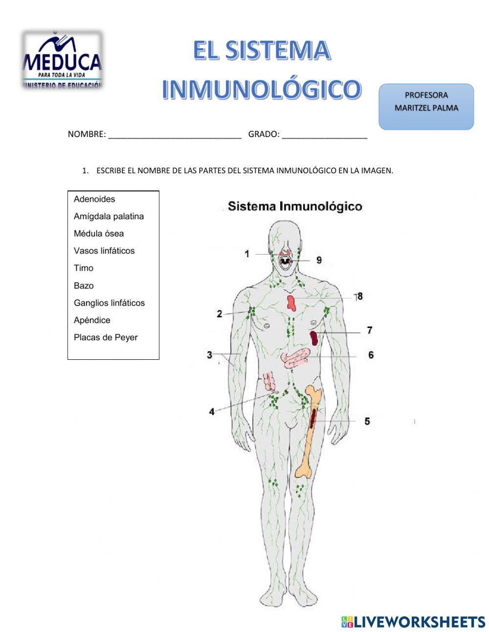 Sistema inmunológico