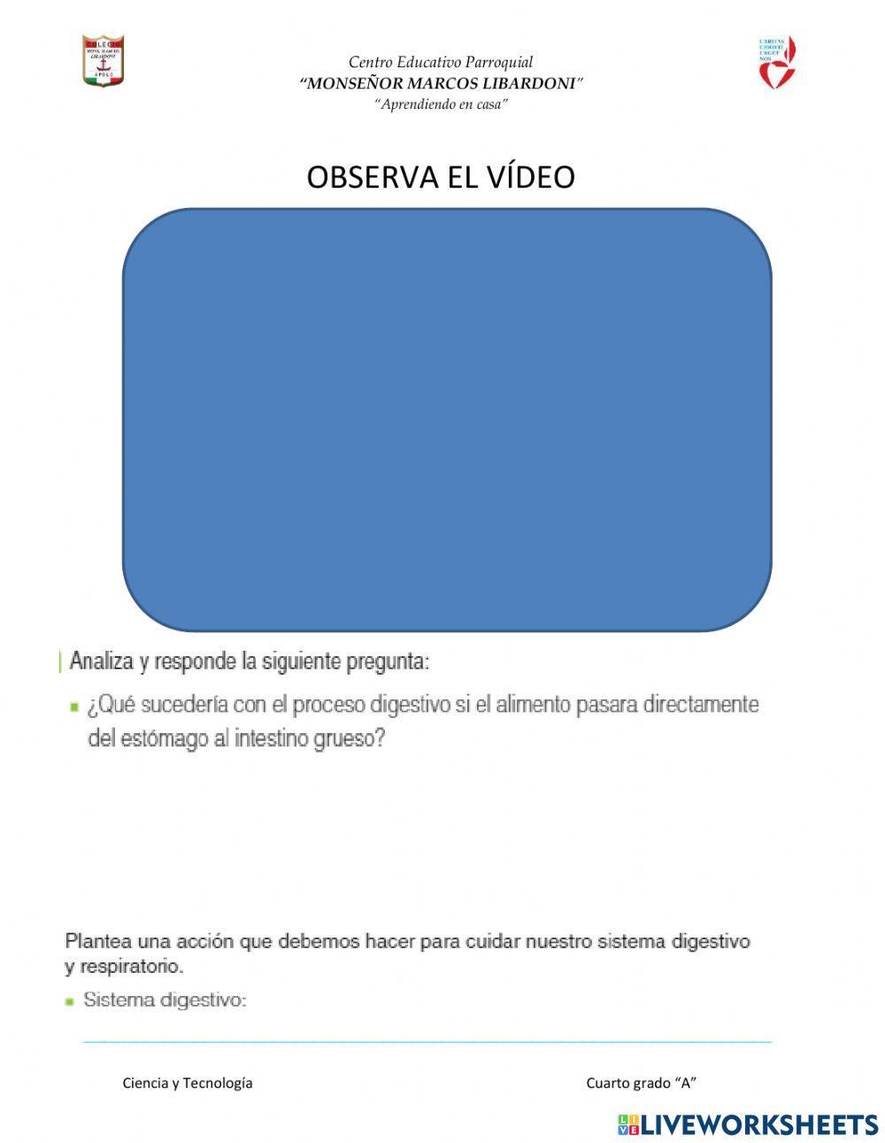 El Sistema digestivo