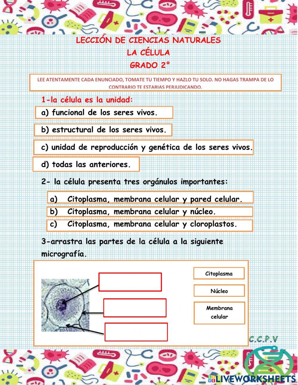 Celula 2