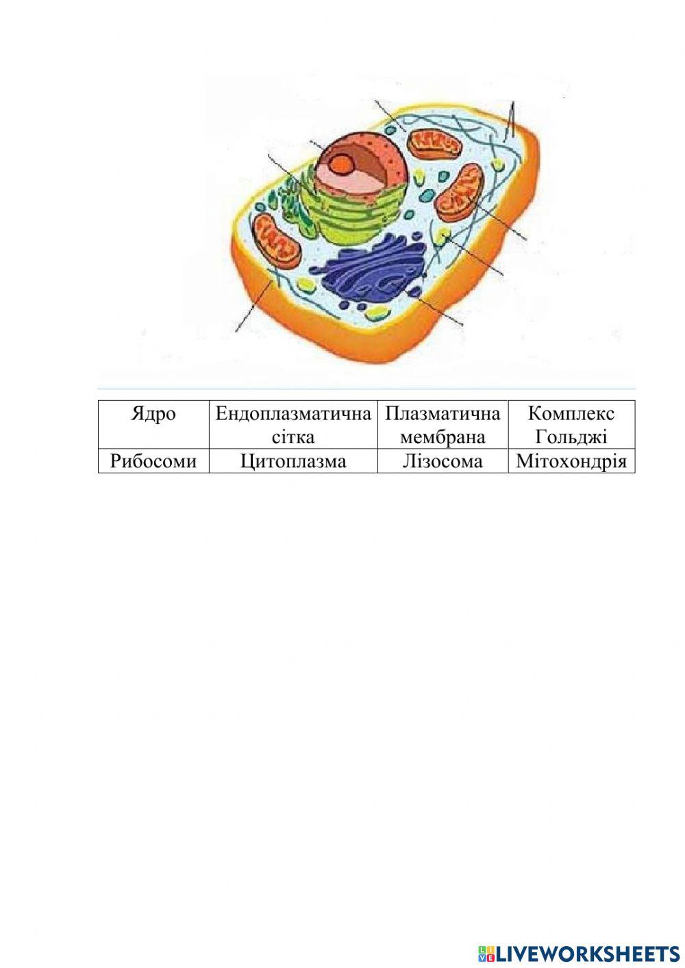 Будова тваринної клітини