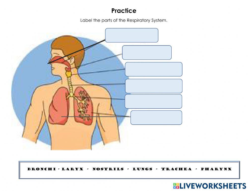 The Respiratory System